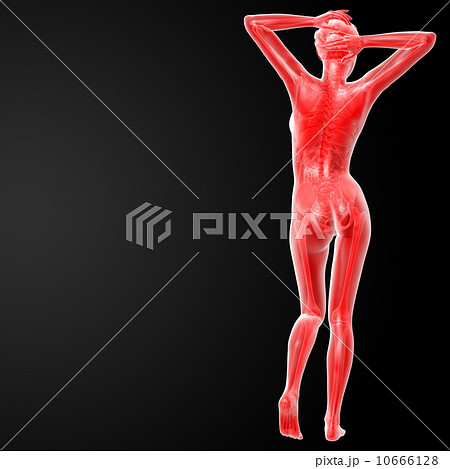 female anatomy female anatomy 10666128