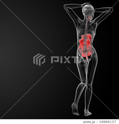 female digestive system female digestive system 10666137