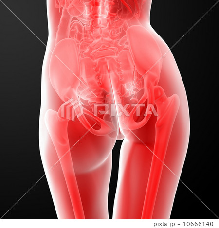 female anatomy 10666140