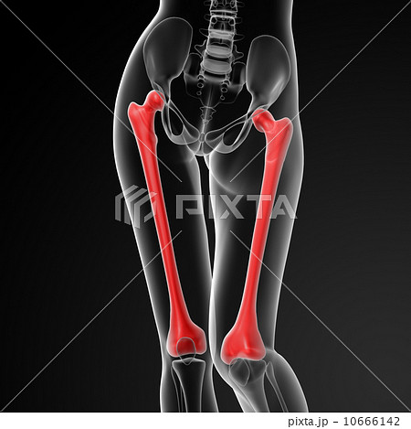 femur bone 10666142
