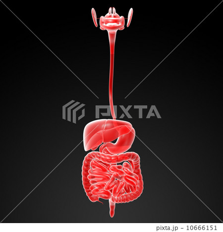Human digestive system 10666151