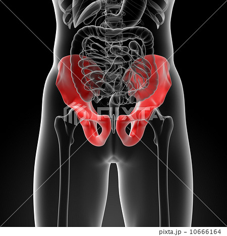 pelvis bone 10666164