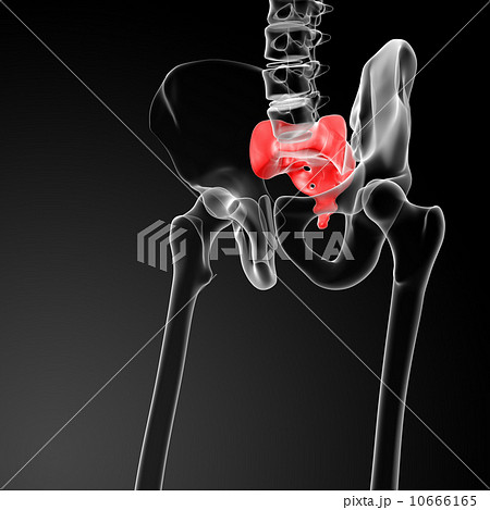 sacrum bone 10666165