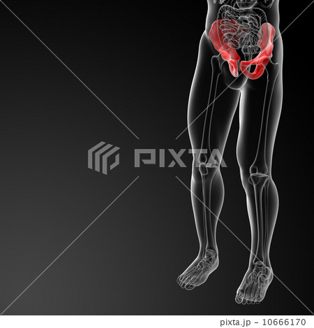 pelvis bone  10666170