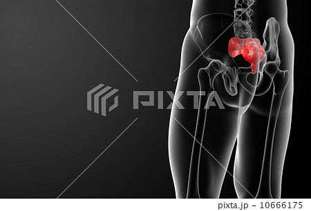 3d render illustration sacrum bone - back view 10666175