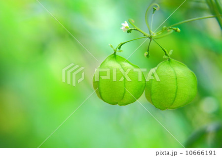 フウセンカズラの実 10666191