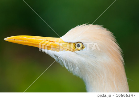 Cattle Egret 10666247