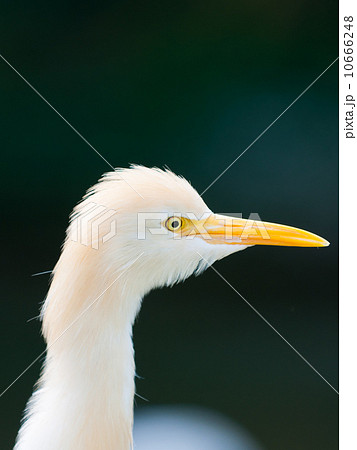 Cattle Egret 10666248
