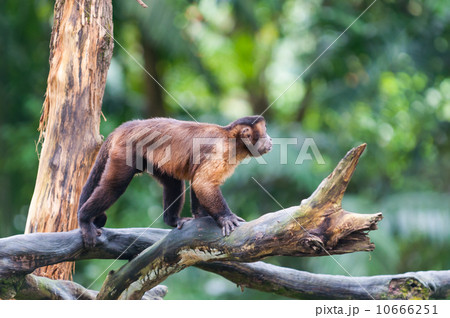 Tufted Capuchin 10666251