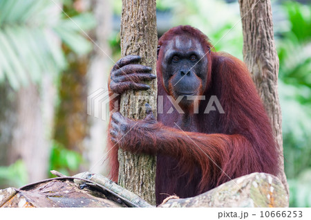 Borean Orangutan 10666253