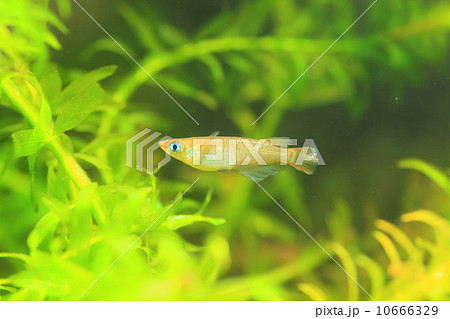 黒メダカ 黒メダカ 10666329