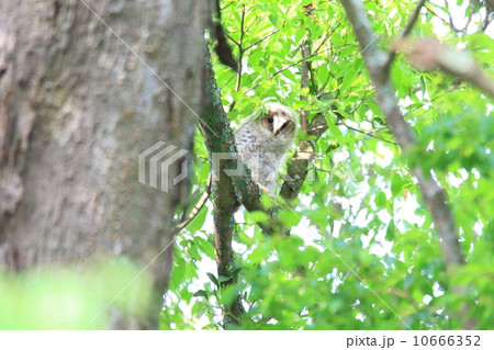 フクロウの雛 10666352