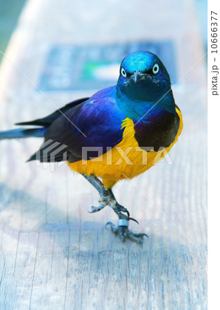 キンムネオナガテリムク キンムネオナガテリムク 10666377