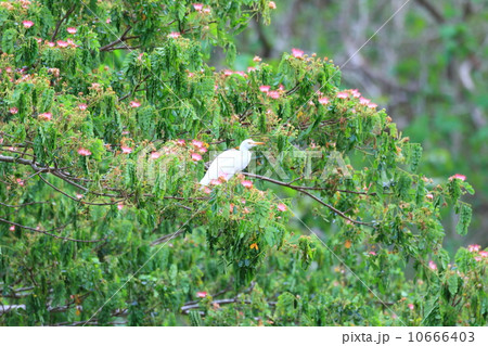 アマサギ 10666403