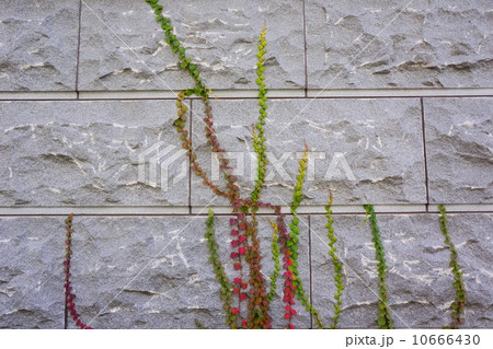 蔦(ナツヅタ) 蔦(ナツヅタ) 10666430