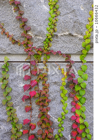 蔦(ナツヅタ) 蔦(ナツヅタ) 10666432