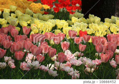 チューリップ チューリップ 10666452