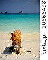 Dog on the beach Lipe, Thailand 10666498