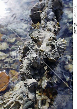 繁殖する天然のカキ 10666672