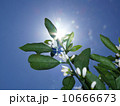 天に伸びるミカンの花 10666673