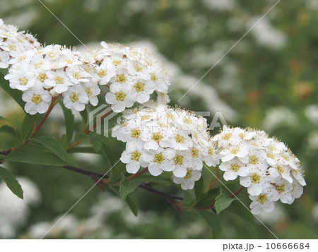 コデマリ コデマリ 10666684