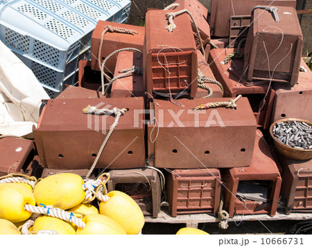 タコツボ 10666731