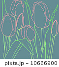 チューリップ 10666900