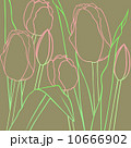 チューリップ 10666902
