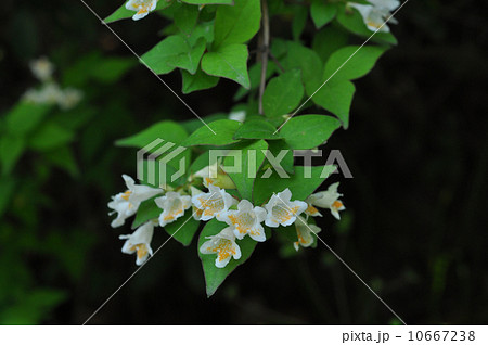 コツクバネウツギ コツクバネウツギ 10667238
