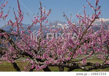 桃の花　満開の桃の花 10667254