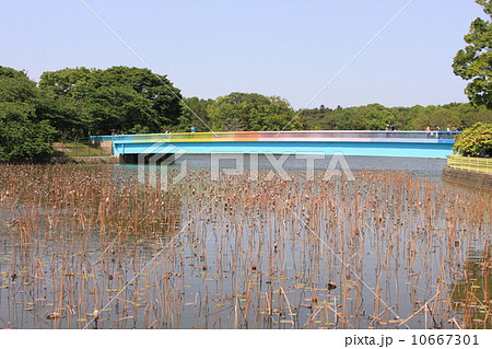 大阪長居公園内の虹の橋 10667301