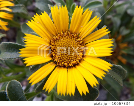 アステリスカス・マリティムス アステリスカス・マリティムス 10667334