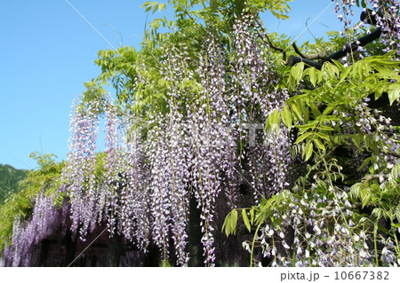 藤の花 10667382