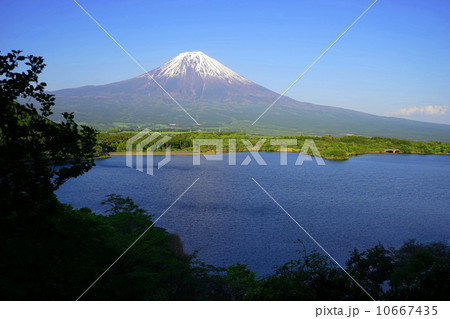 5月風景・富士山461新緑の田貫湖 10667435
