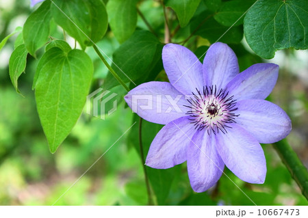 5月花　クレマチス・キンポウゲ科67 10667473