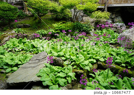 5月花　クリンソウ・サクラソウ科13阿弥陀寺 10667477