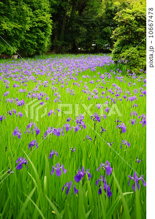 5月花　カキツバタ・アヤメ科21大田の沢 10667478