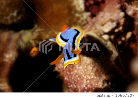 アンナウミウシ 10667507