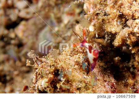 セグロリュウグウウミウシ セグロリュウグウウミウシ 10667509