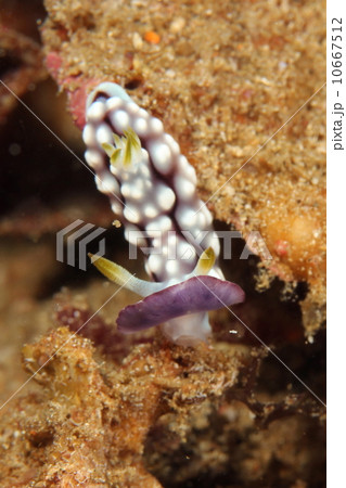 キカモヨウミウシ 10667512