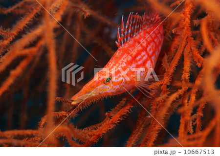 クダゴンベ 10667513