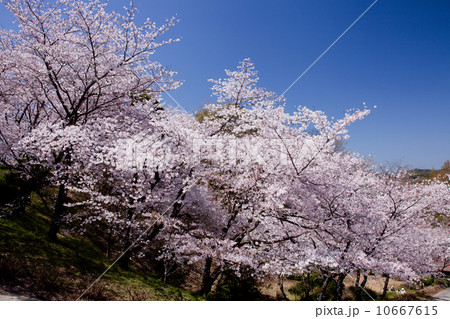桜の花 桜の花 10667615