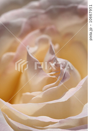 薔薇(フレンチ・レース) 薔薇(フレンチ・レース) 10667951