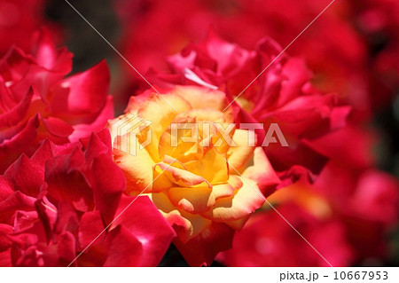 薔薇(チャールストン) 薔薇(チャールストン) 10667953