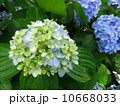 あじさい 10668033