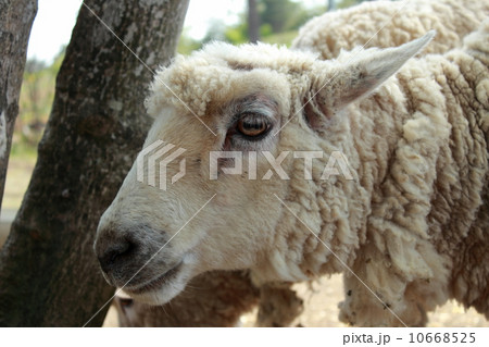 羊 羊 10668525