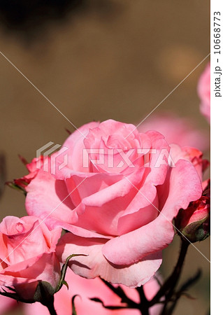 薔薇（セブンティーン） 10668773