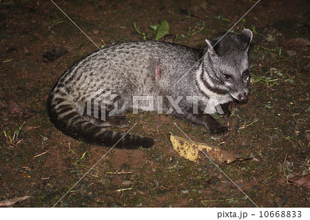 Malay Civet（ジャワジャコウネコ） 10668833