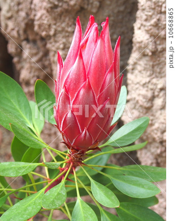プロテア・シナロイデス プロテア・シナロイデス 10668865