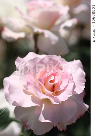 薔薇(マチルダ) 薔薇(マチルダ) 10668901